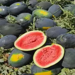 Sugarking Watermelon