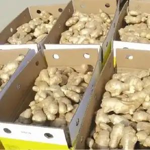 Fresh Ginger Export from India – Premium Quality & 100% Natural Supply